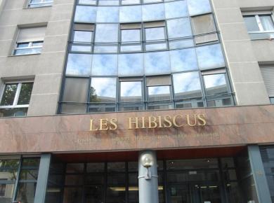 Les Hibiscus Les Hibiscus